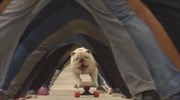 Μπουλντόγκ πετυχαίνει παγκόσμιο ρεκόρ στο skateboard