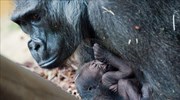Νεογέννητος γορίλας στον ζωολογικό κήπο του Αννόβερου