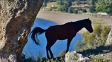 Άλογο στο Ναύπλιο
