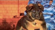 Η Ρωσία προσφέρει στη Γαλλία έναν σκύλο, μετά τον θάνατο της Diesel