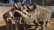 Μόλις τρεις βόρειοι λευκοί ρινόκεροι απομένουν στον κόσμο