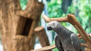 Γκάνα: Μειώθηκε κατά 99% ο πληθυσμός γκρίζων παπαγάλων