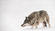 Χιλιάδες Νορβηγοί εγγράφηκαν για να κυνηγήσουν 16 από τους 30 εναπομείναντες λύκους της χώρας