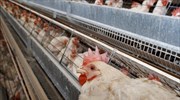 Oκτώ χώρες αναστέλλουν τις εισαγωγές πουλερικών από τη Γαλλία λόγω γρίπης των πουλιών