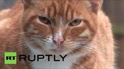Ιταλία: Γάτες… ηρωίδες ξύπνησαν 84χρονη και σώθηκε από τη φωτιά
