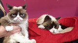 Ν. Υόρκη: Ομοίωμα της «Grumpy Cat» στο μουσείο Μαντάμ Τισό