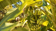 Μύκητας απειλεί την κύρια ποικιλία μπανάνας με ολική εξαφάνιση