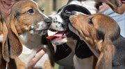 Επιτεύχθηκε η πρώτη γέννηση σκυλιών από τεχνητή γονιμοποίηση