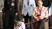 Ταϊλάνδη: Κορόιδεψε τον βασιλικό σκύλο και κινδυνεύει με... 37 χρόνια φυλακή