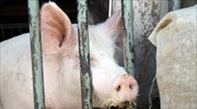 Σουηδία: Διαδικτυακή κινητοποίηση για να… δοθεί χάρη σε γουρούνι