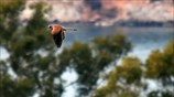 Βραχοκιρκίνεζο στο Ναύπλιο
