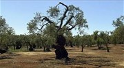 Ιταλία: Τέλος στην καταστροφή των ελαιόδεντρων βάζουν οι αρχές