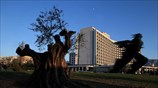 Μια αιωνόβια ελιά δίπλα στον «Δρομέα»