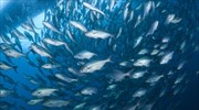 Τα αλιευτικά αποθέματα μειώνονται σε όλο τον κόσμο λόγω της κλιματικής αλλαγής