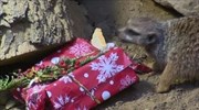 Ζώα ανοίγουν χριστουγεννιάτικα δώρα σε ζωολογικό κήπο της Πολωνίας
