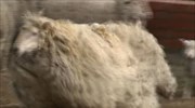 Πρόβατο κουρεύεται μετά από έξι χρόνια