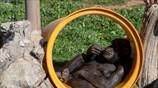 Στιγμές χαλάρωσης στο Αττικό Ζωολογικό Πάρκο