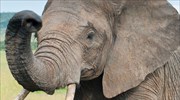 Ζιμπάμπουε: Συνεχίζεται η αμφιλεγόμενη πολιτική πώλησης ελεφάντων στην Κίνα