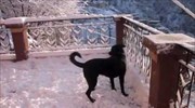 Σκύλος παίζει με το χιόνι για πρώτη φορά