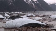 Μυστηριώδης θάνατος δεκάδων χιλιάδων θαλάσσιων πτηνών στην Αλάσκα