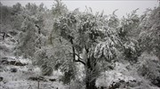 Χιονίζει σχεδόν σε όλη τη Λέσβο - Κλειστά τα περισσότερα σχολεία
