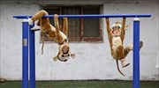 Κίνα: Ετοιμασίες για την υποδοχή του έτους του πιθήκου