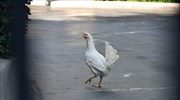 Κότα στο προαύλιο του Μαξίμου πέταξε 51χρονη