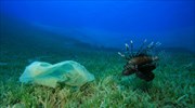 Οι ωκεανοί θα περιέχουν περισσότερα πλαστικά από ό,τι ψάρια το 2050