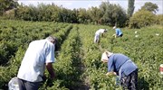 Στα όρια της φτώχειας 1 στους 3 αγρότες