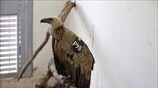 Γύπας υποπτος για κατασκοπεία