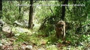 Κάμερα καταγράφει το μοναδικό άγριο τζάγκουαρ στις ΗΠΑ