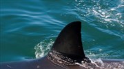Νέο ρεκόρ επιθέσεων από καρχαρίες για το 2015