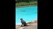 Pool party για μαϊμούδες
