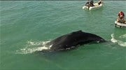 Μεξικό: Δραματική διάσωση φάλαινας που παγιδεύτηκε σε παράνομα δίχτυα