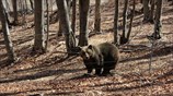 Ξύπνησαν οι αρκούδες στο καταφύγιο του Αρκτούρου