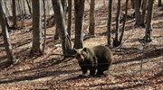 Ξύπνησαν οι αρκούδες στο καταφύγιο του Αρκτούρου