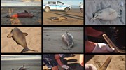 Αργεντινή: Μυστηριώδης θάνατος δεκάδων δελφινιών