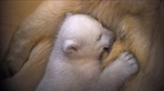 Νεογέννητη πολική αρκούδα στη Γερμανία
