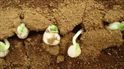 Φυτά καλλιεργήθηκαν με επιτυχία σε προσομοιωμένο χώμα από τον Άρη
