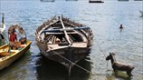 Γάιδαρος αναζητεί λίγη δροσιά