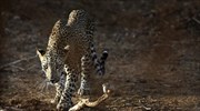 Η Νότια Αφρική απαγόρευσε το κυνήγι λεοπάρδαλης για το 2016