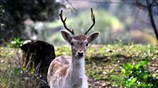 Ελάφι στην Ηλεία