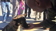 Σκυλίτσα - ναυαγός επιβίωσε για πέντε εβδομάδες σε νησί