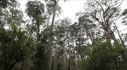 Τα δέντρα προσαρμόζονται στην κλιματική αλλαγή