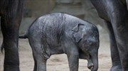 Ελέφαντες στον ζωολογικό κήπο Χάγκενμπεκ