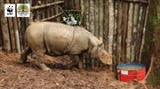 Σπάνιος ρινόκερος Σουμάτρα εθεάθη μετά από 40 χρόνια