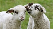 Πρόβατα σε λιβάδι του Ντούισμπουργκ