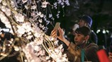 Ξεκίνησε η εποχή των ανθισμένων κερασιών στο Τόκιο