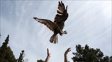 Απελευθέρωση άγριων πουλιών στο δάσος Καισαριανής