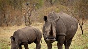 Αερομεταφορά ρινόκερων στην Αυστραλία για την αποφυγή λαθροθηρίας